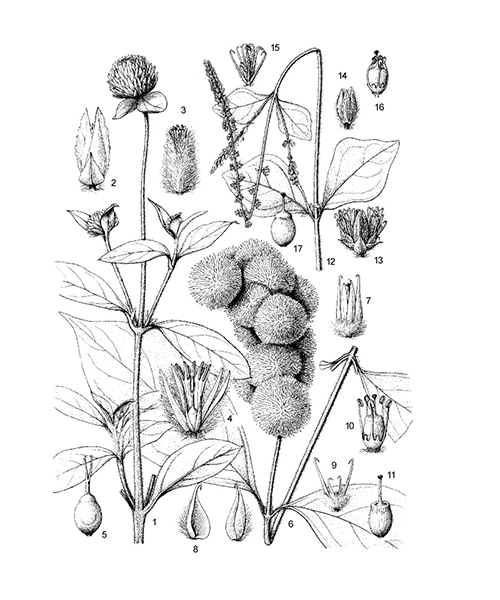 Natural compounds from  Cyathula officinalis